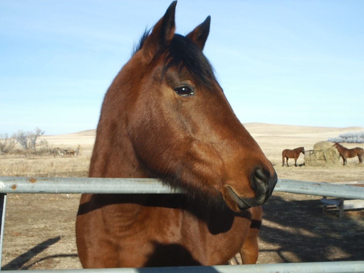 Horse in Pasture