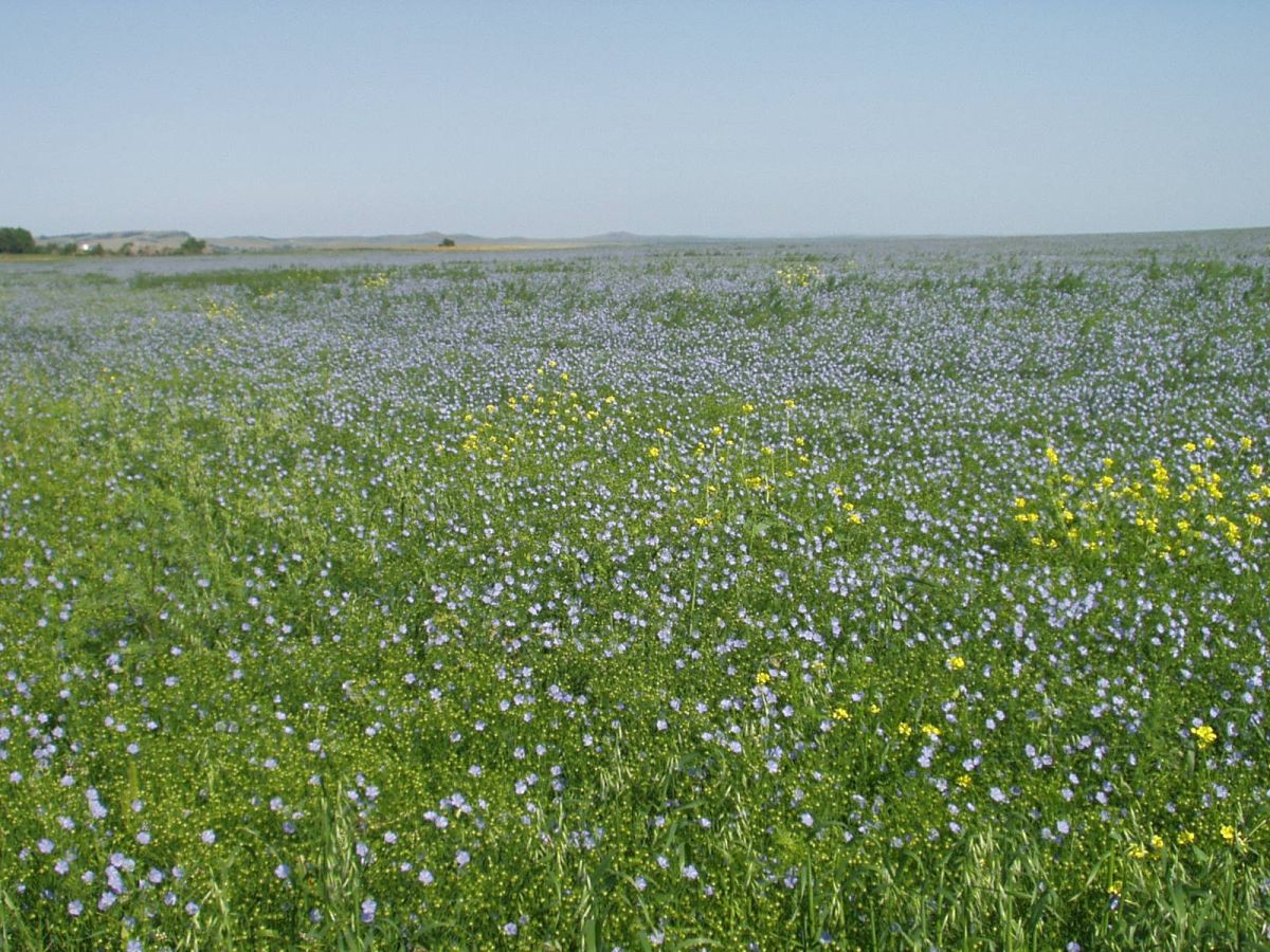 Flax in Bloom